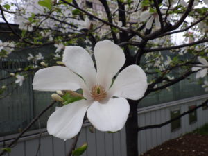 キタコブシの花