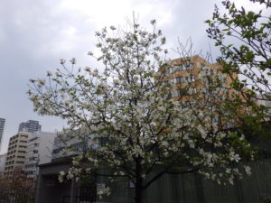 開花しているキタコブシ