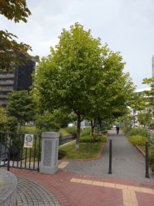 夏のキタコブシの木