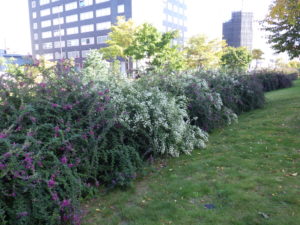 北1条西側のミヤギノハギ