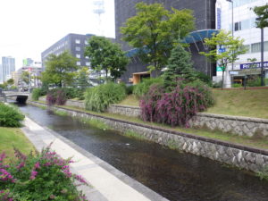 南1条西側のミヤギノハギ