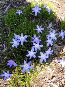 チオノドクサの花