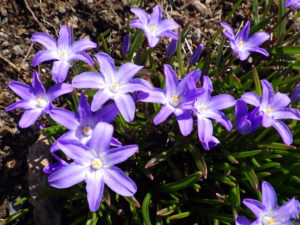 チオノドクサの花