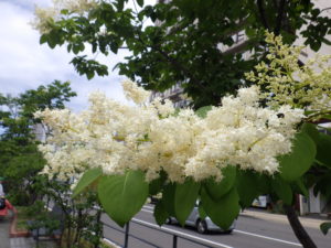 ハシドイの花