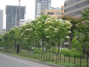 開花しているハシドイ