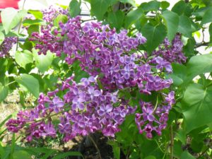 ヒアキンシフロラ系ライラックのポカホンタスの花