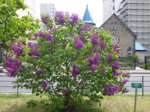 ヒアキンシフロラ系ライラックのポカホンタス