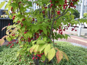 実をつけたツリバナ