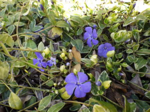 ビンカミノールの花