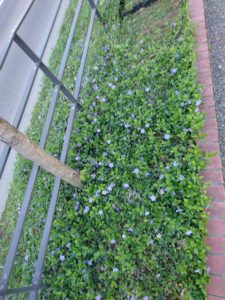 道路側植栽帯に植えられたビンカミノール