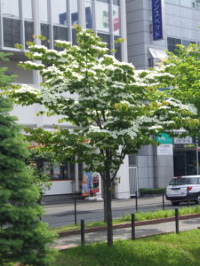 開花しているヤマボウシ