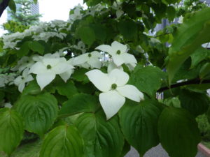 ヤマボウシの花