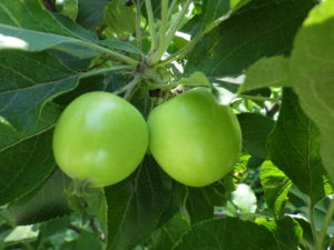 ミニリンゴの実