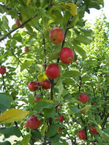 赤くなったミニリンゴの実