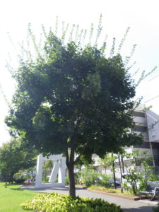 イタヤカエデの木