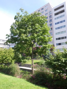 イタヤカエデの木