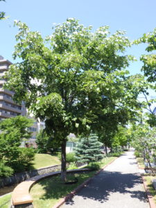 オオバボダイジュの木