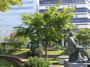 ヤマモミジの木