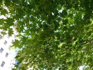 ヤマモミジの葉と種