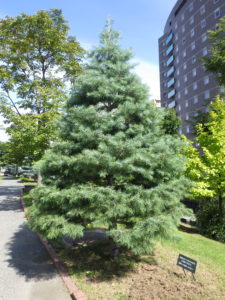 コンコロールモミの木