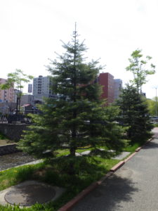 コンコロールモミの木