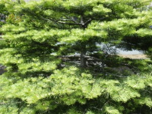 コンコロールモミの新芽