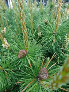 モンタナマツの松ぼっくり