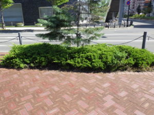 ハイビャクシン