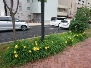 ヘメロカリスのステラデオロの花壇