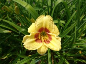 ヘメロカリスのリトルビックマンの花