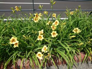ヘメロカリスのリトルビックマンの花壇