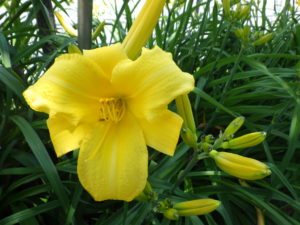 ヘメロカリスのパトリオットの花