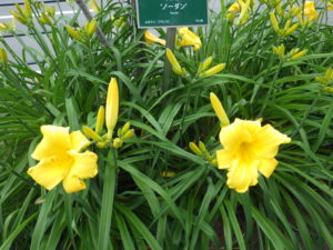 ヘメロカリスのパトリオットの花壇