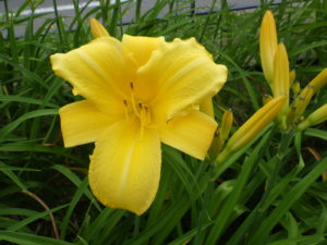 ヘメロカリスのマリートッドの花