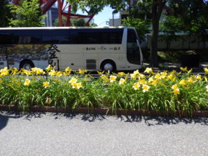 ヘメロカリスのマリートッドの花壇