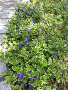 円形桝の斑入りビンカミノールの花