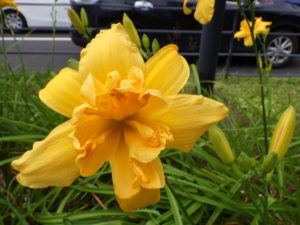 ヘメロカリスのイエローペチコーツの花