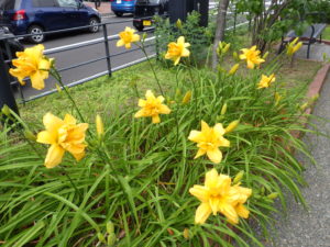 ヘメロカリスのイエローペチコーツの花壇
