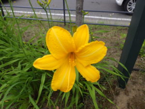 ヘメロカリスのカートホイールズの花