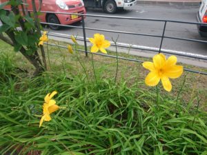 ヘメロカリスのカートホイールズの花壇
