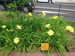 ヘメロカリスのダブルキューティーの花壇