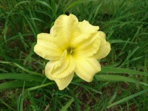 ヘメロカリスのダブルキューティーの花