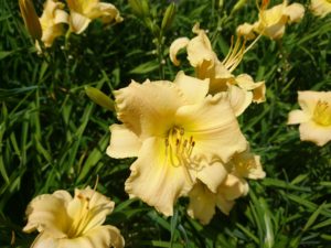 ヘメロカリスの江戸百景の花