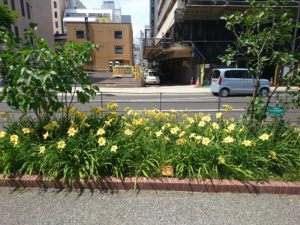 ヘメロカリスの江戸百景の花壇