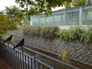 9月15日の北2条のハギの様子