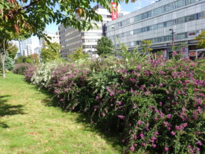 北1条の芝生斜面に植えられたハギが満開の様子