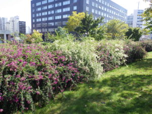 北1条の芝生斜面に植えられたハギが満開の様子