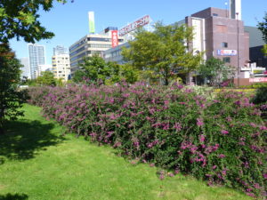 北1条の芝生斜面に植えられたハギが満開の様子