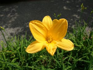 ヘメロカリスの黄河の花