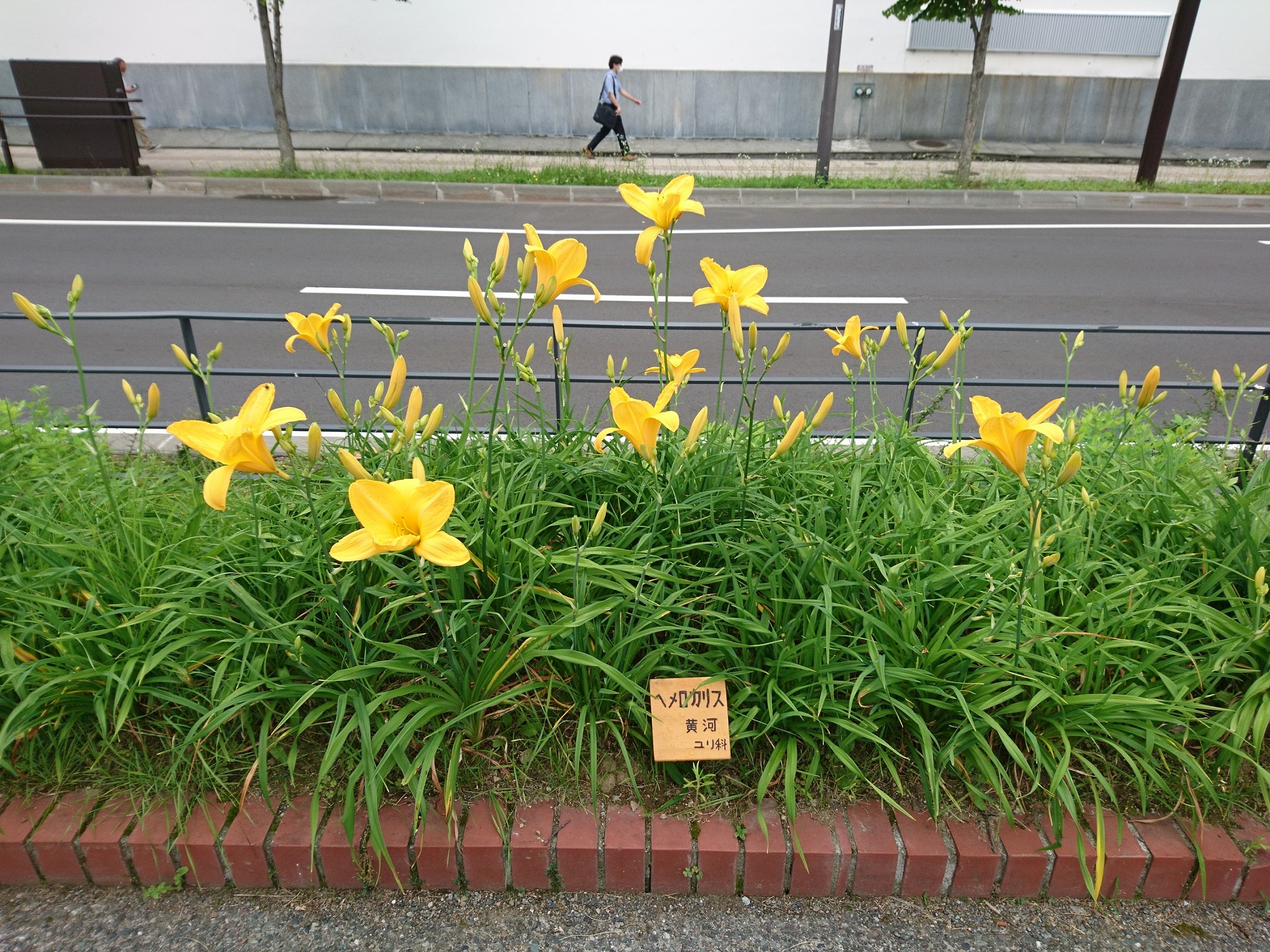 ヘメロカリス | 創成川公園